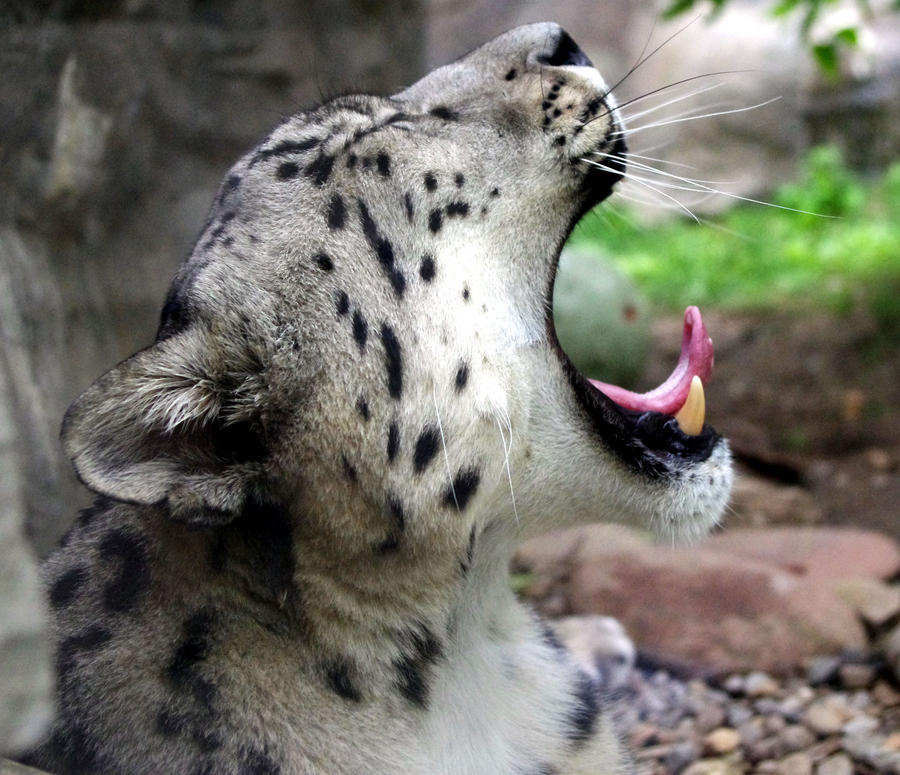 Snow Leopard