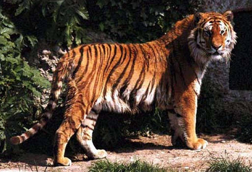 Siberian Tiger