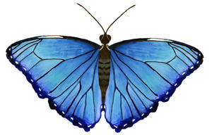 Schmetterling.