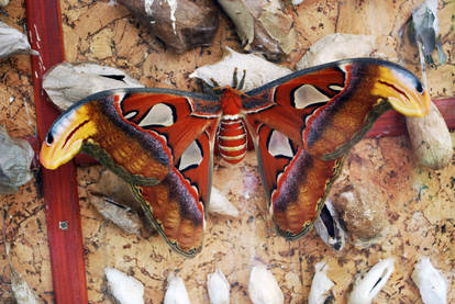 atlas moth