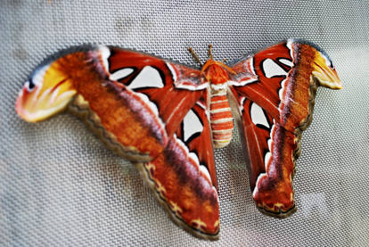 atlas moth II