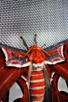 atlas moth III