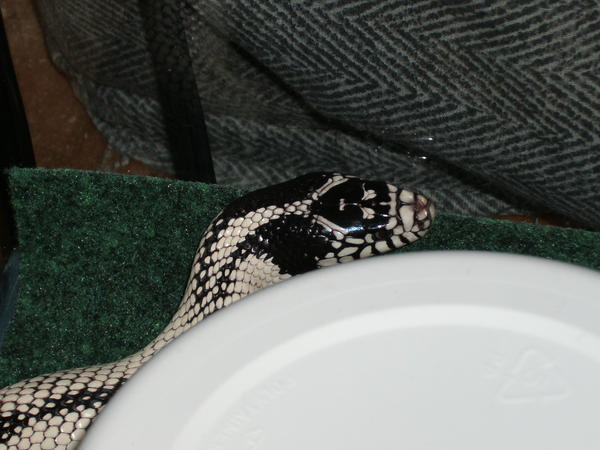 My California King Snake