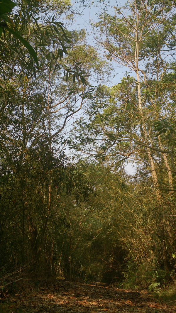 Bamboo tunnel