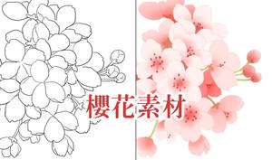 Cherry blossom psd