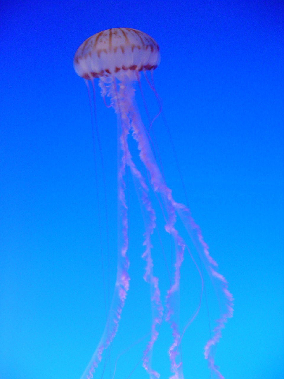 Jellyfish