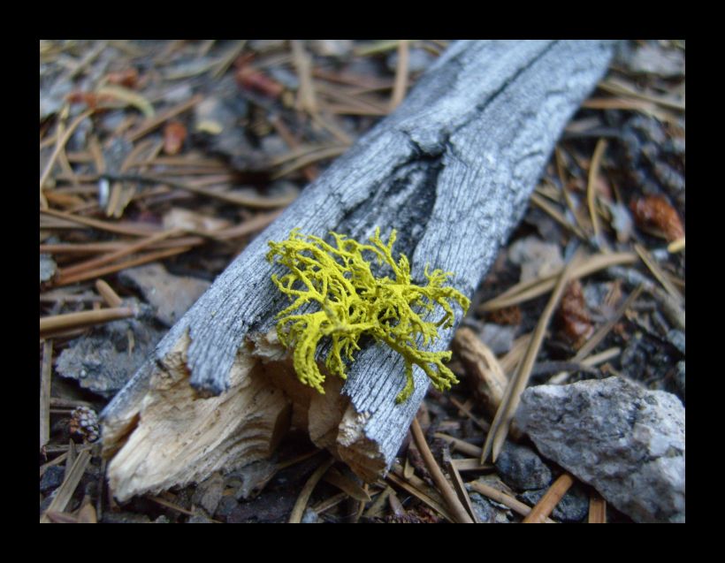 On the Forest Floor