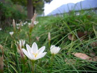 Roadside flowers