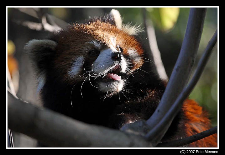 Happy Red Panda