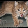 Lynx Kitten 2