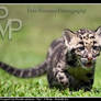 Clouded Leopard Cub Running