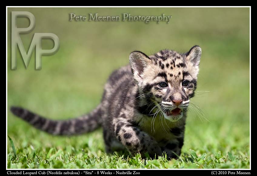 Clouded Leopard Cub Running