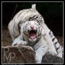 Tiger Cub Playtime - Ouch