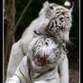 Tiger Cub Playtime - Annoyance