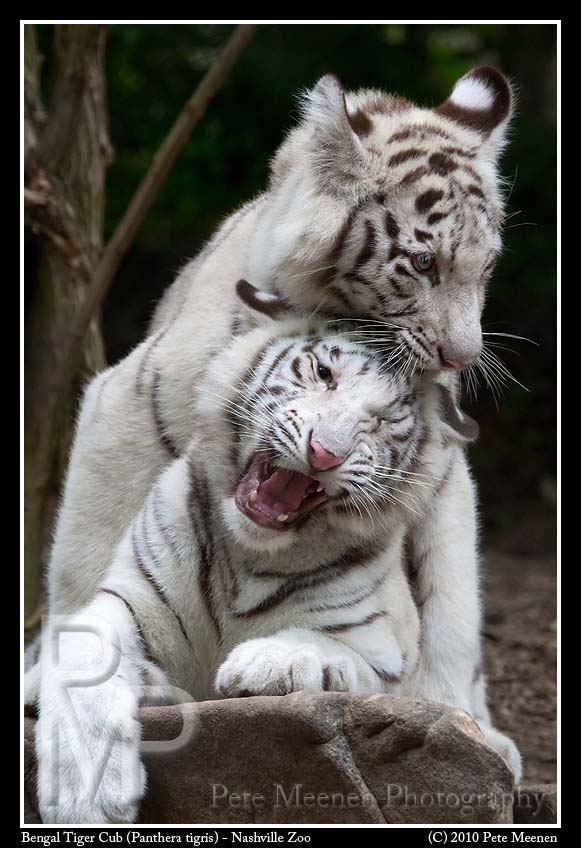 Tiger Cub Playtime - Annoyance