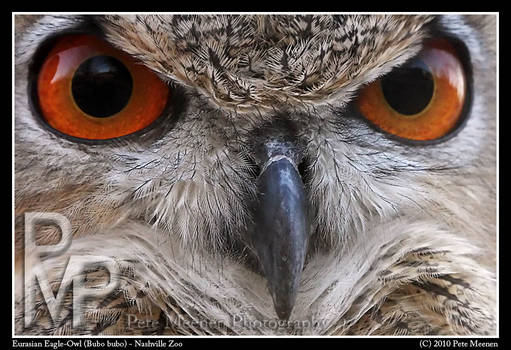 Eagle-Owl Extreme Close-Up