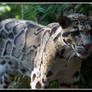 Clouded Leopard 2