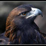 Golden Eagle 2