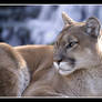 Portrait of a Cougar