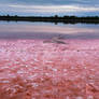 The Bubblegum Shores of Saline Dream