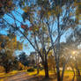 Golden Hour Walk: Sun Dappled Bush Track