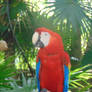 Macaw