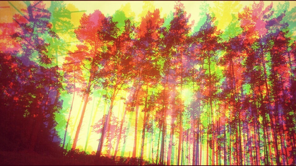 Tree Color Ur colour trees by autumnumbrella on DeviantArt