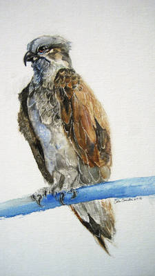 Osprey rough painting