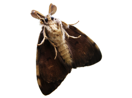 Moth photo render....STOCK!