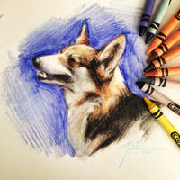 Corgi in Crayola Crayons