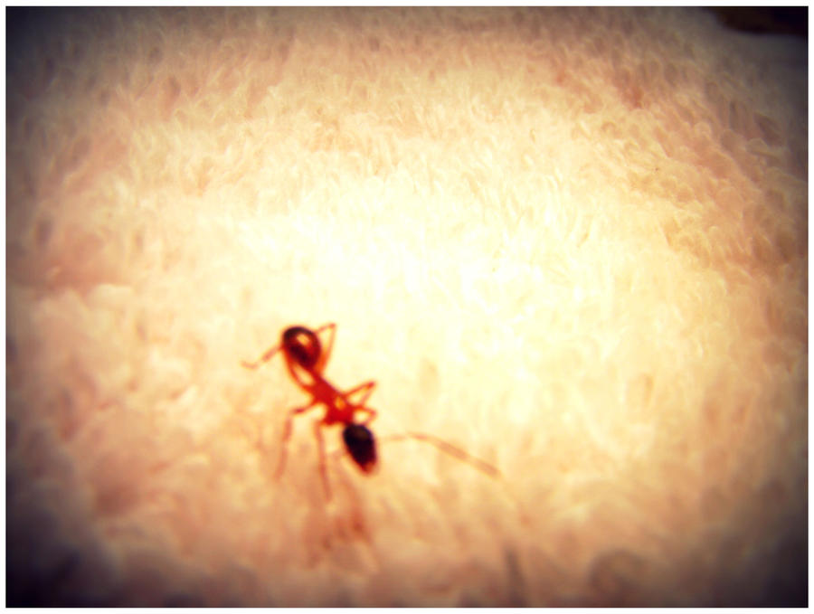 Adam Ant Insect adam ant. by MUSiC-ANGEL77 on DeviantArt