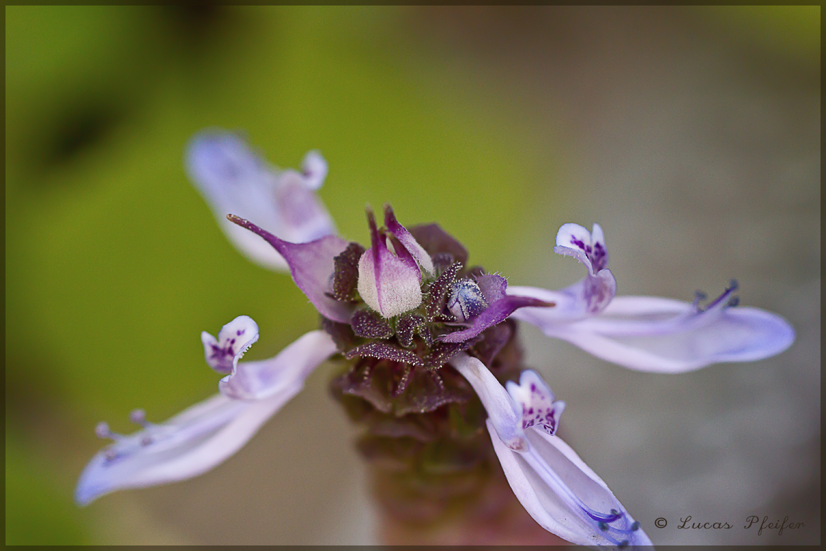 crocket (blossom)