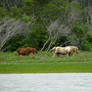 Chincoteague Ponies