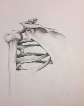 Study - Ribcage