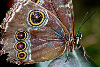 Butterfly posing