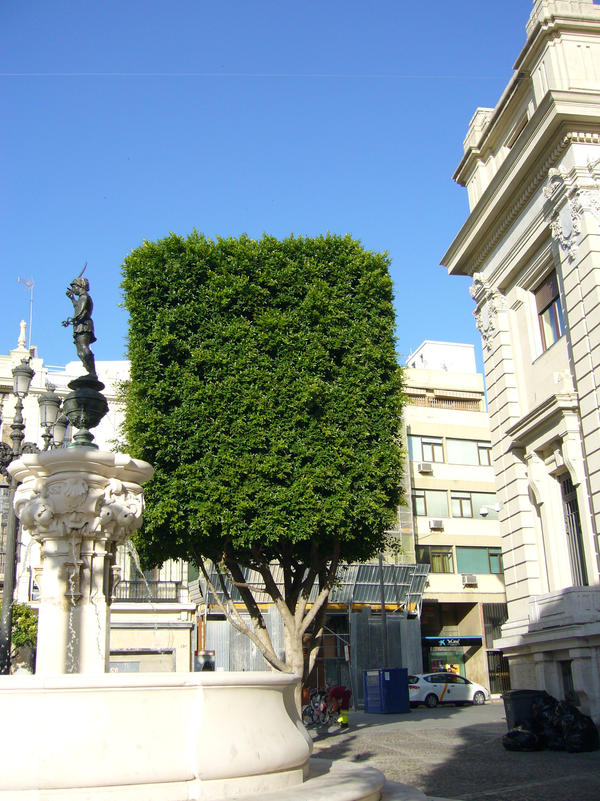 square tree by Iridriel on DeviantArt