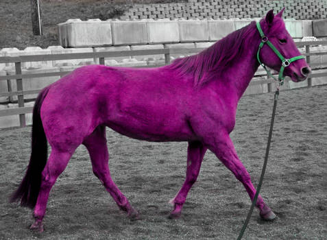 Pink Pony