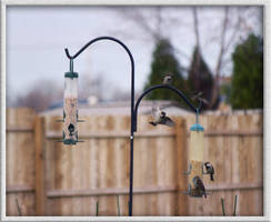 Bird Feeding Time