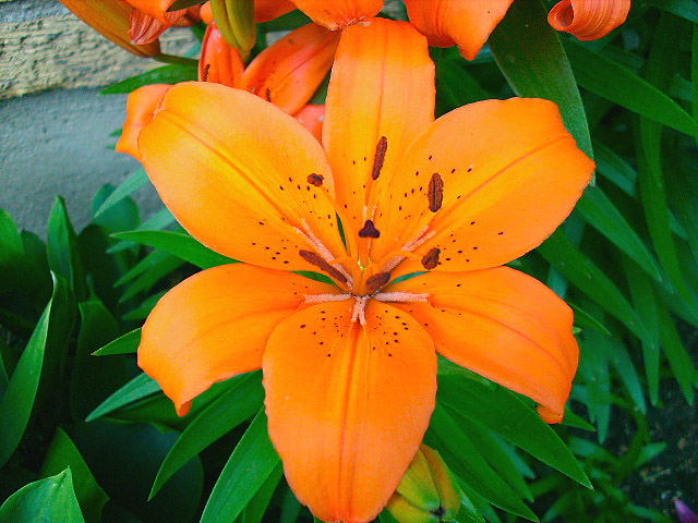 Orangey Blossomy