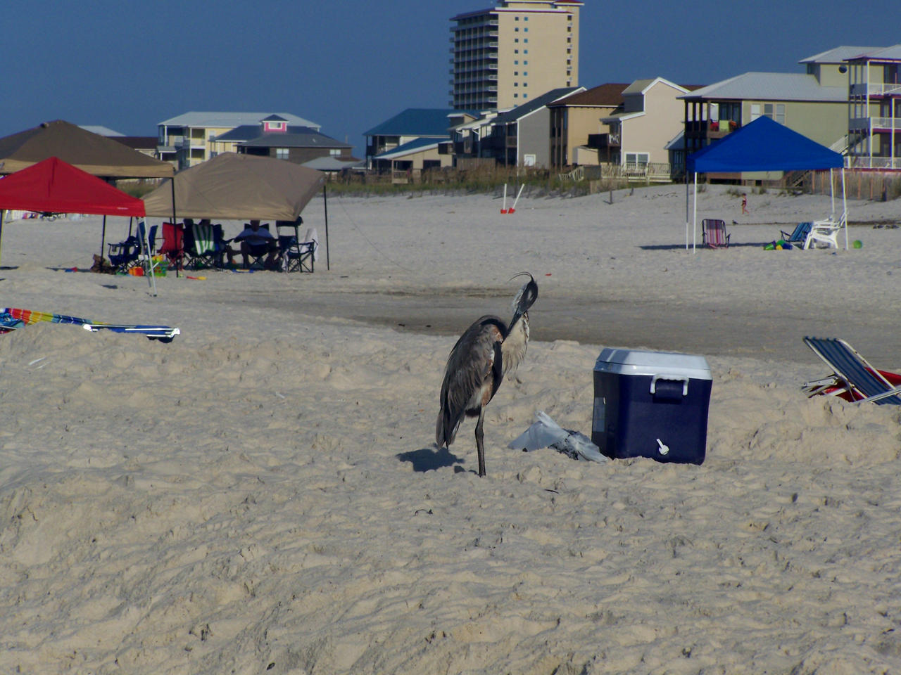 Great Blue Heron X