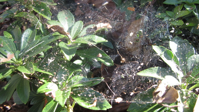 Spider Web