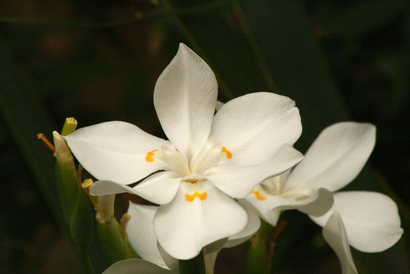 Wedding Lily