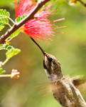 Drinking Hummingbird. by Annarigby