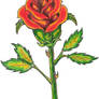 A Rose