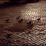 Pigeon Race