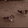 Old Pals....