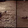 The Race