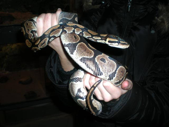 Kung's Python King ball python by Olga-Necro on DeviantArt