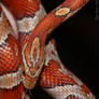 My corn snake