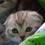 Scottish Fold Kitty 3